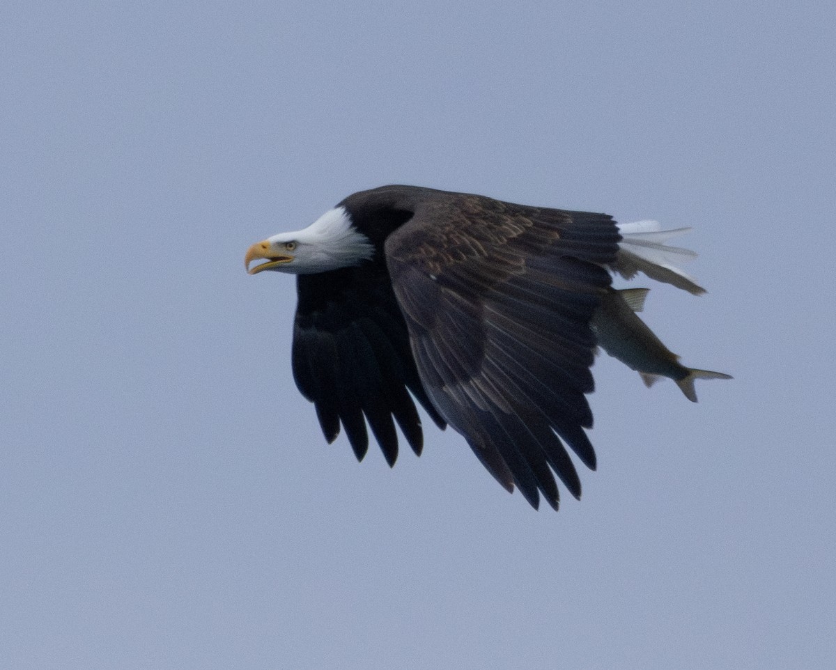 orel bělohlavý - ML645619203