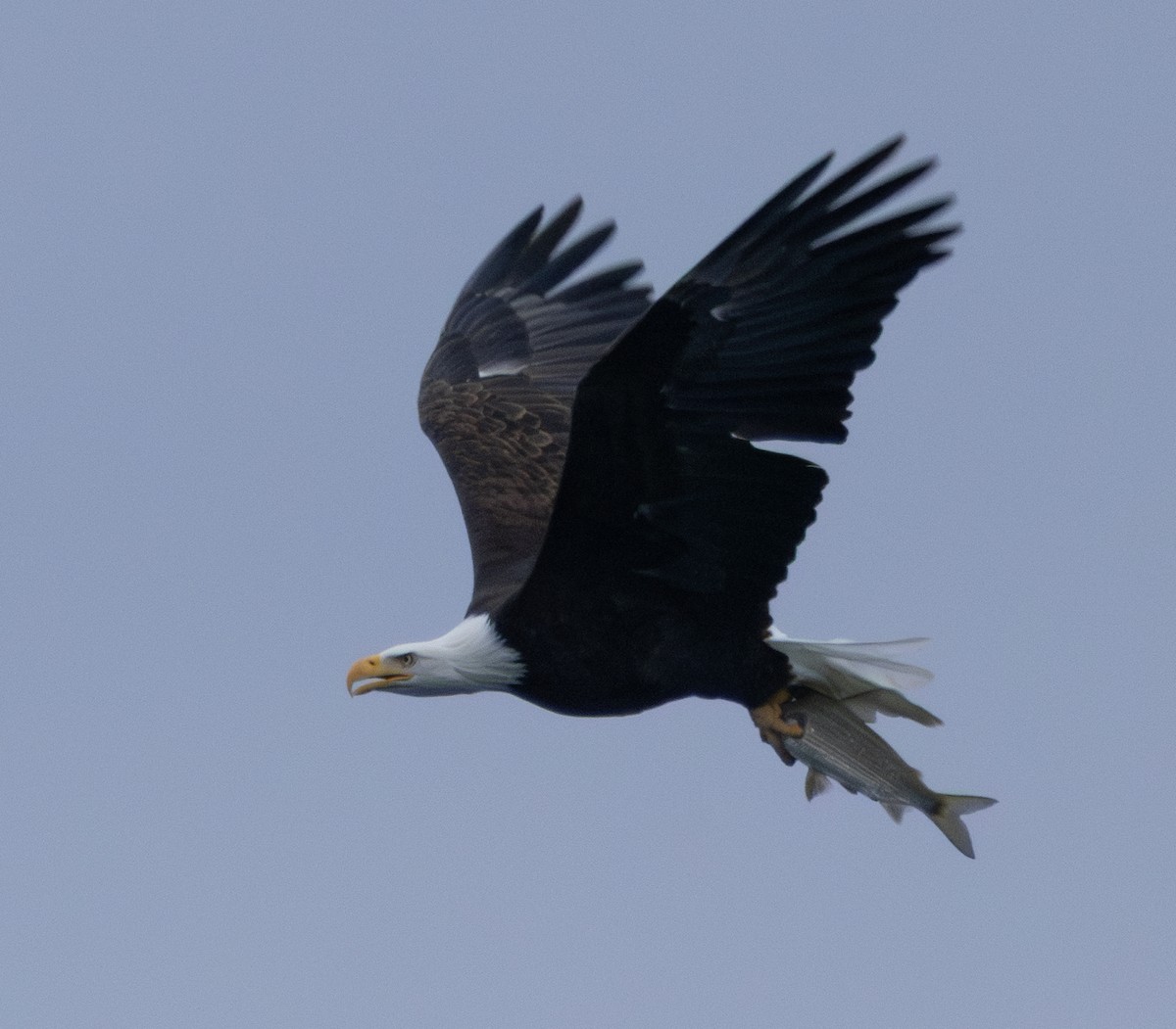 orel bělohlavý - ML645619204