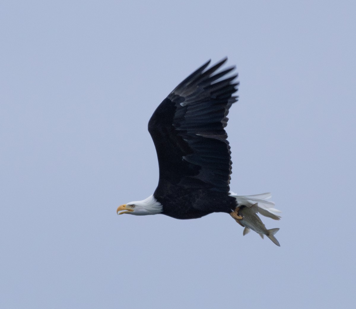 orel bělohlavý - ML645619205