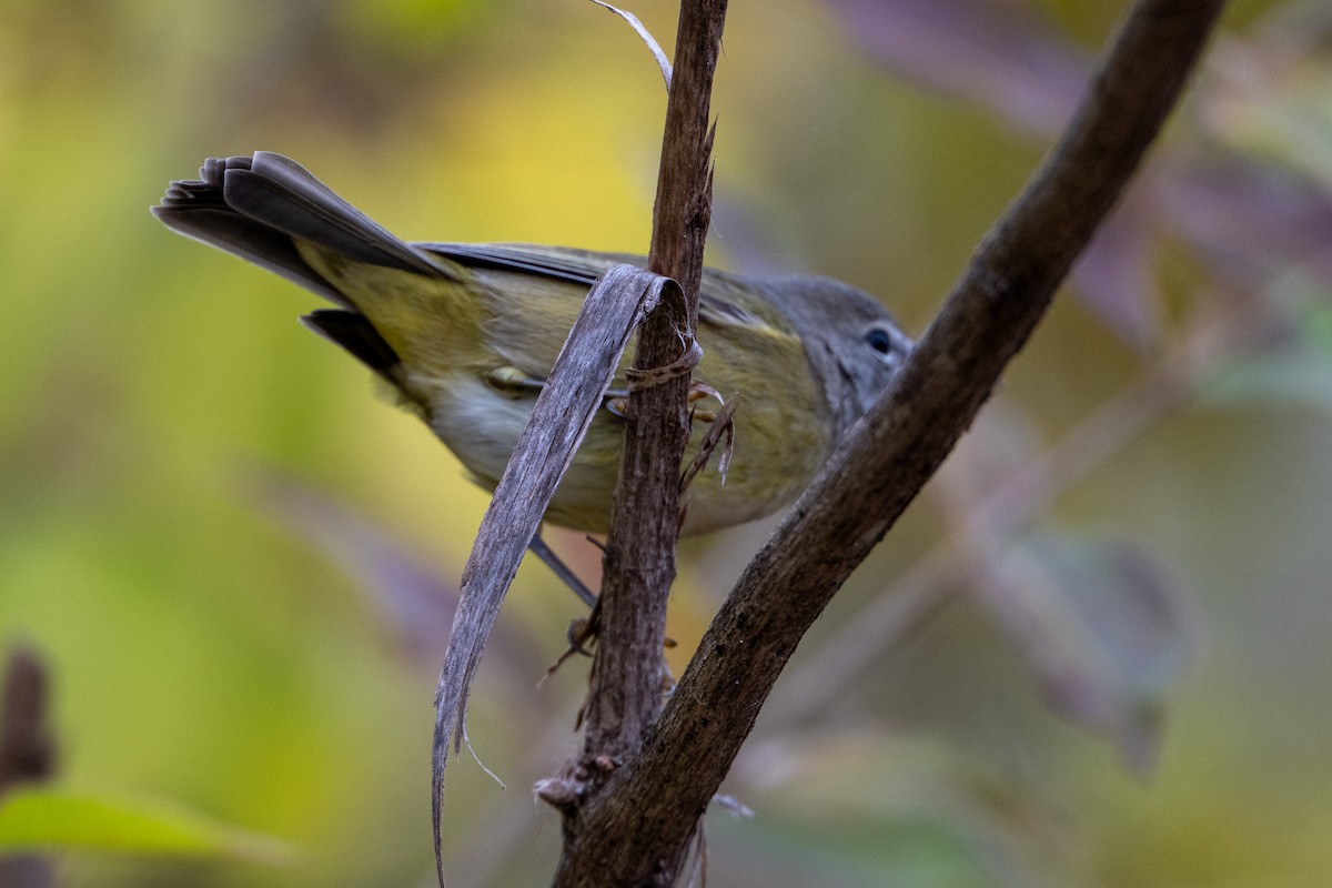 Orange-crowned Warbler - ML645619207