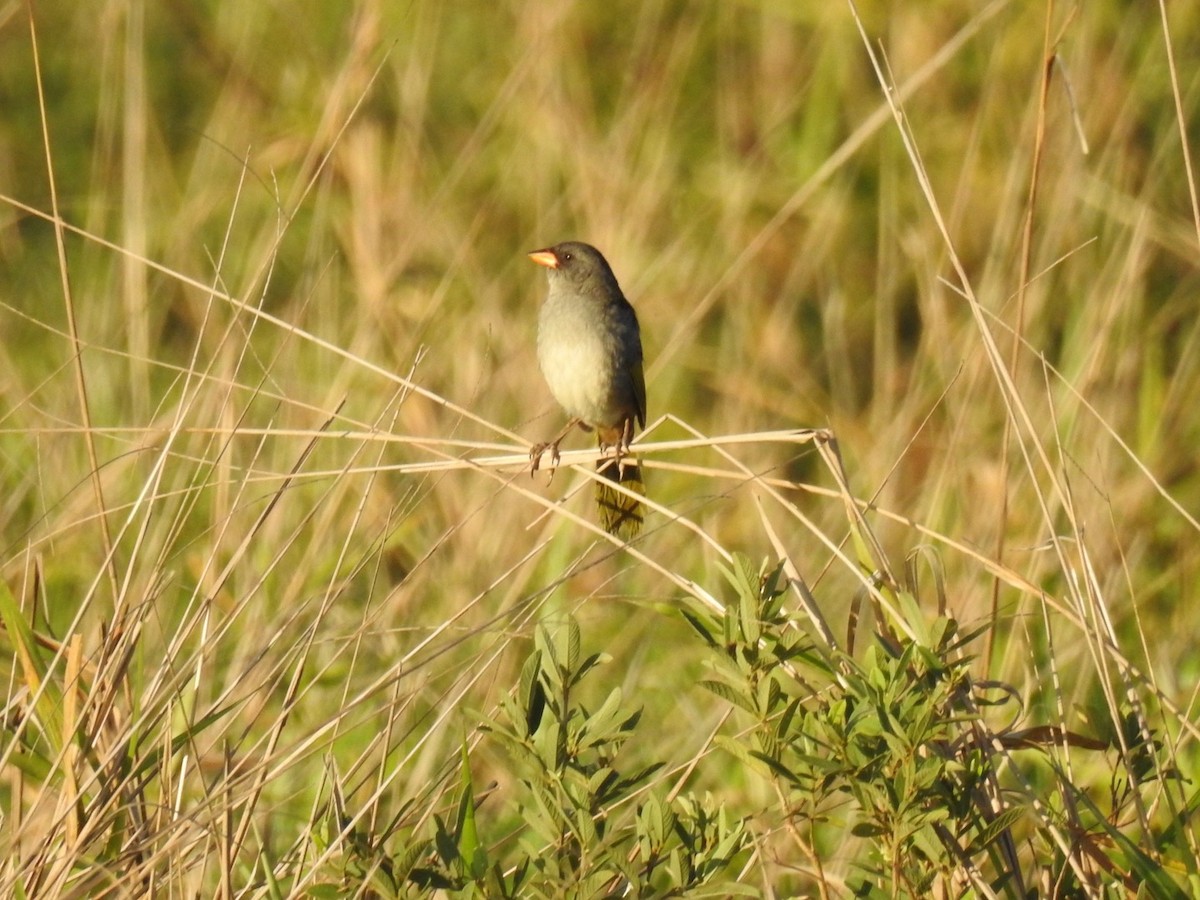 Great Pampa-Finch - ML645619208
