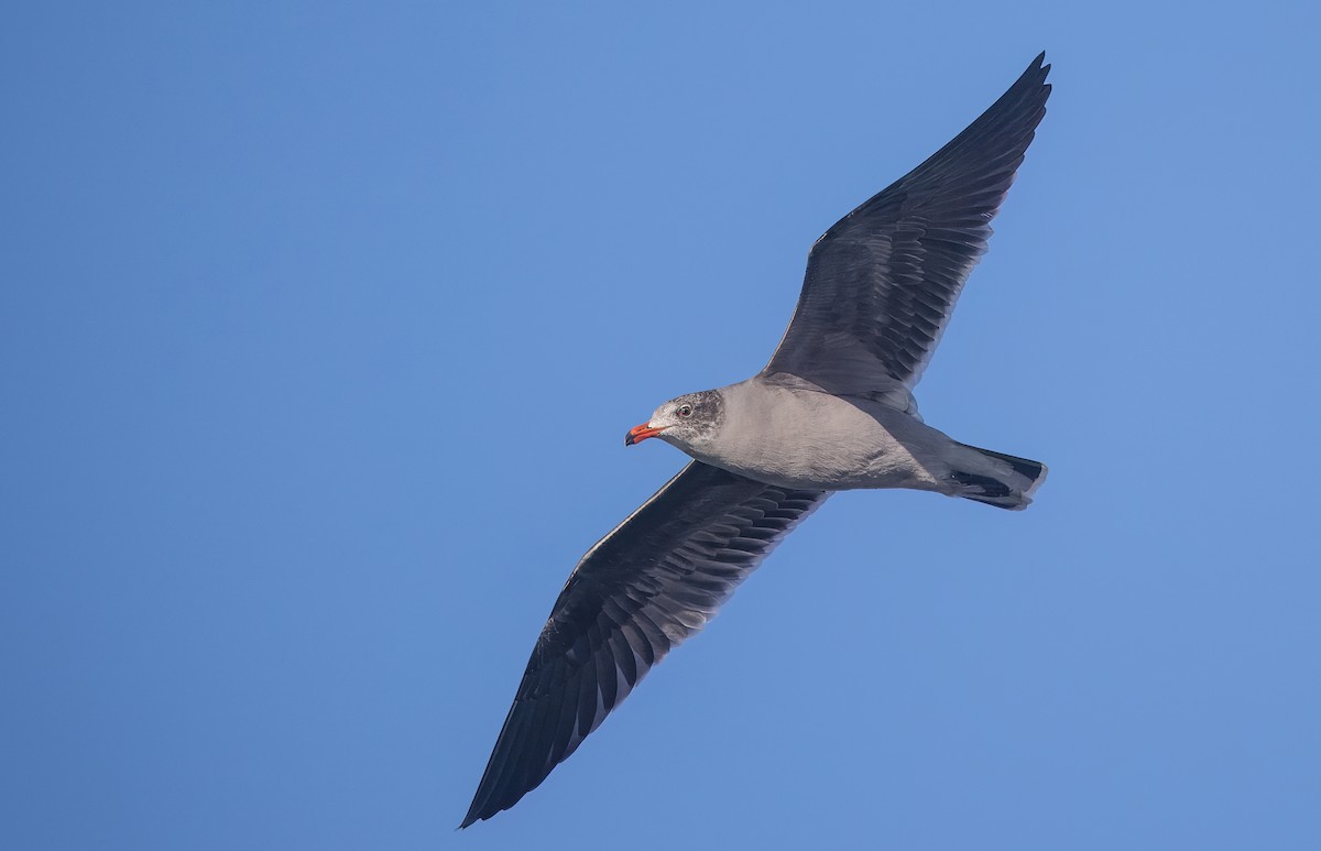 Heermann's Gull - ML645619209