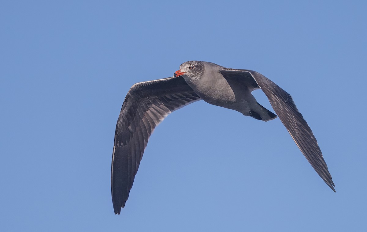 Heermann's Gull - ML645619210