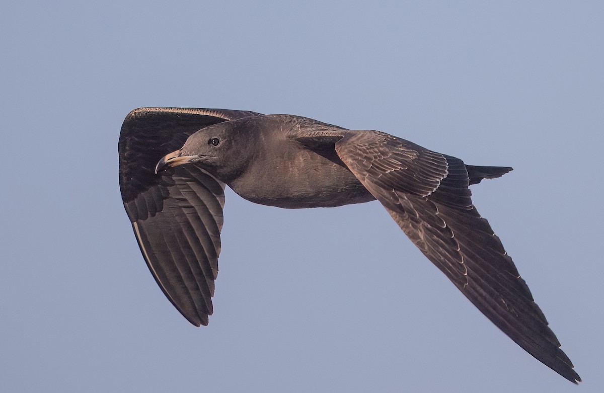 Heermann's Gull - ML645619212