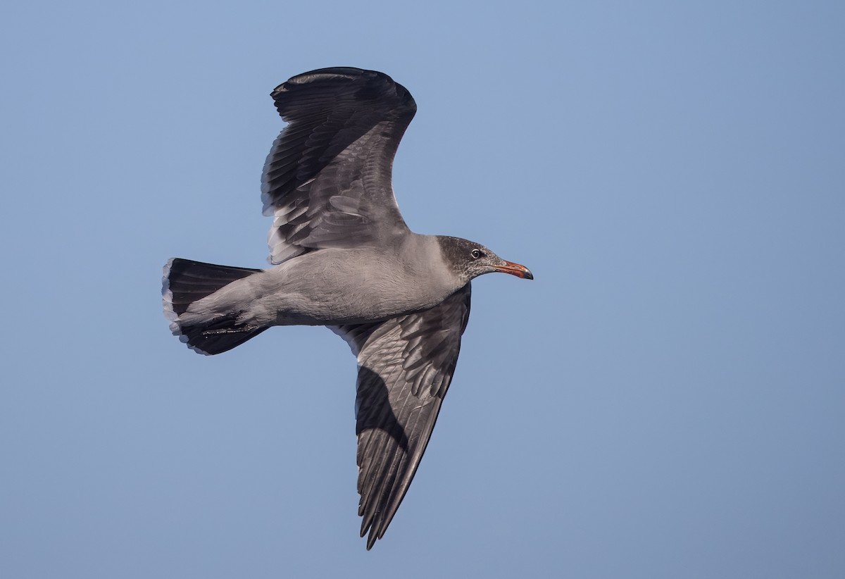 Heermann's Gull - ML645619213
