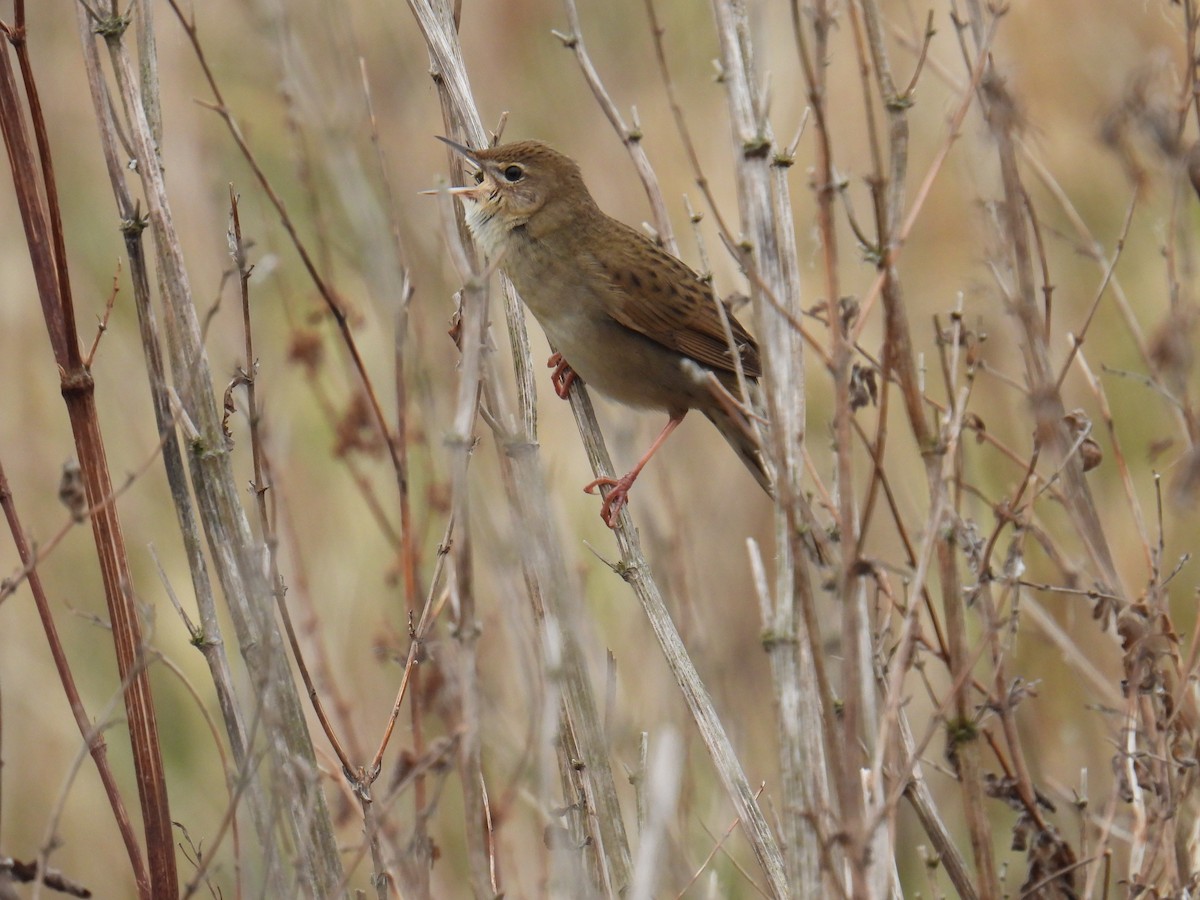חרגולן מנומר - ML645619220