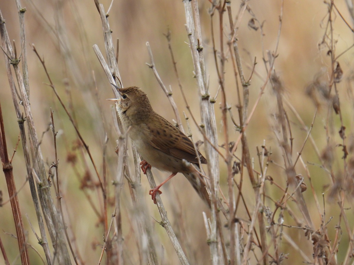 חרגולן מנומר - ML645619225