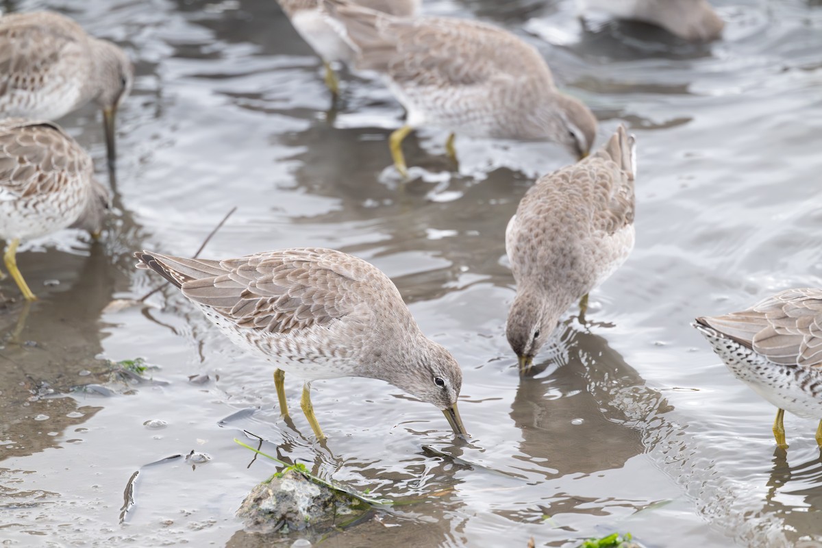 Short-billed Dowitcher - ML645619227