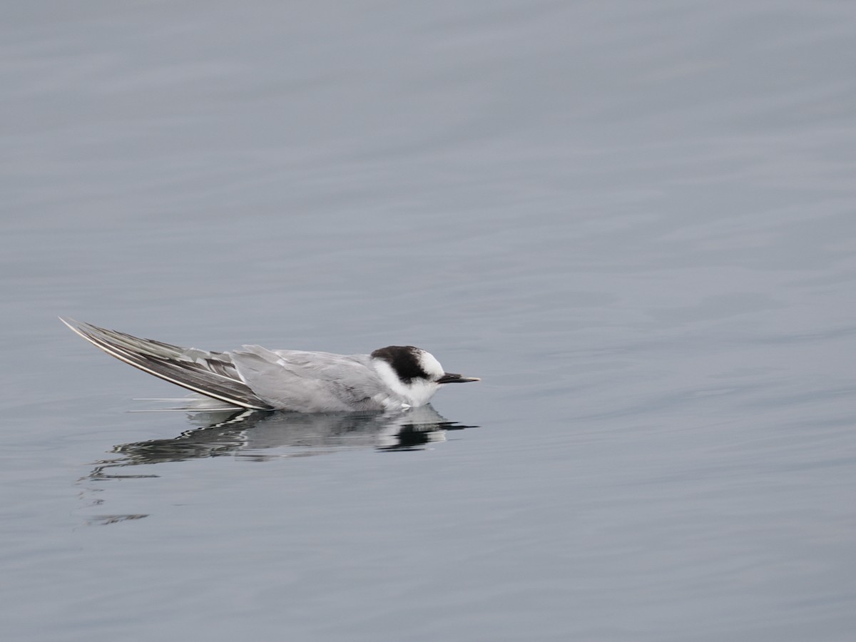 Arctic Tern - ML645619229