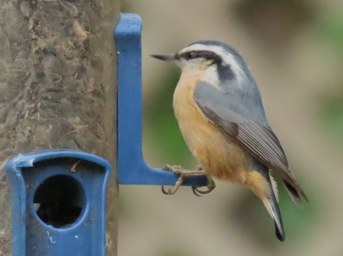 Red-breasted Nuthatch - ML645619232
