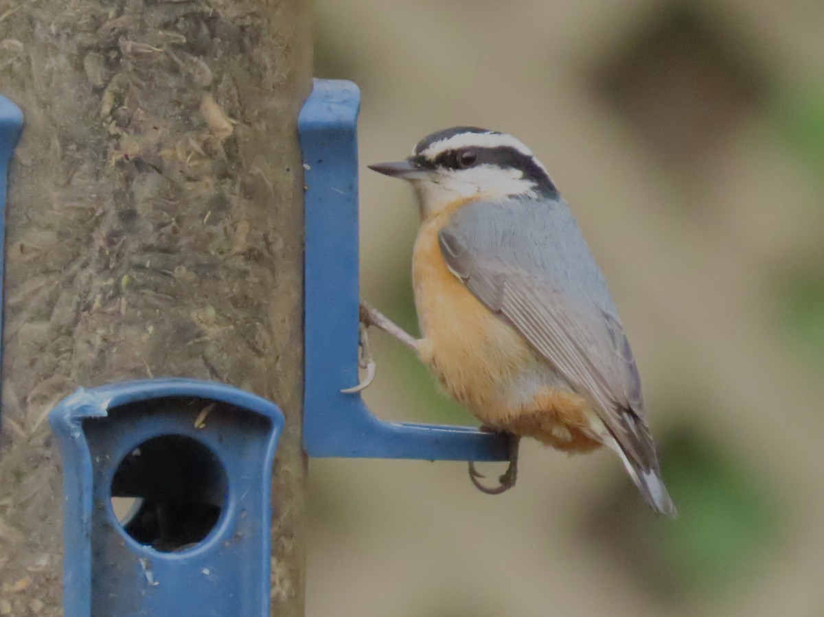 Red-breasted Nuthatch - ML645619233