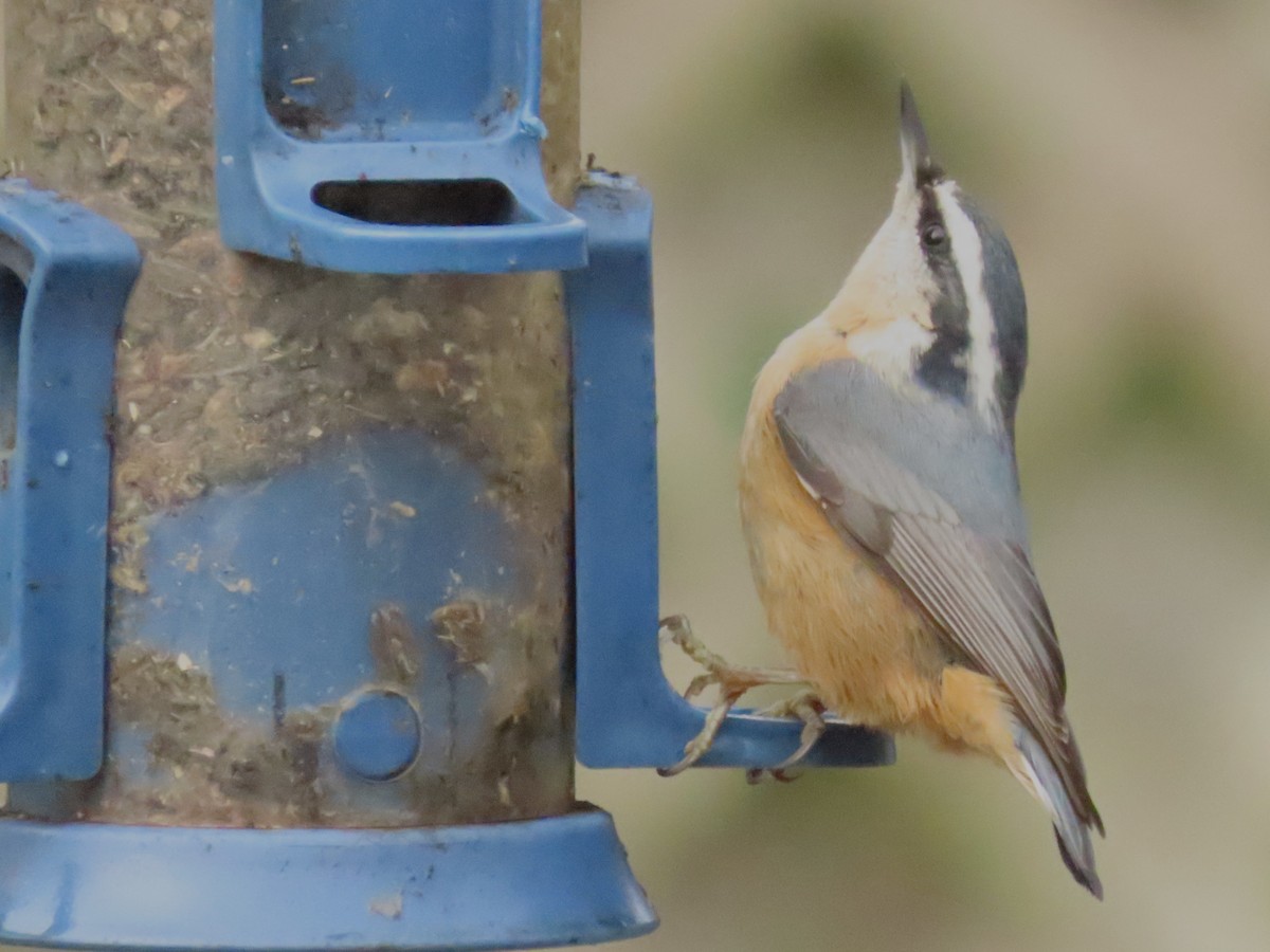 Red-breasted Nuthatch - ML645619234