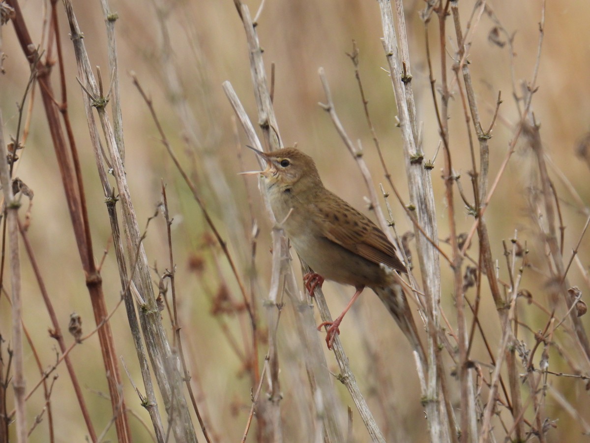 חרגולן מנומר - ML645619235