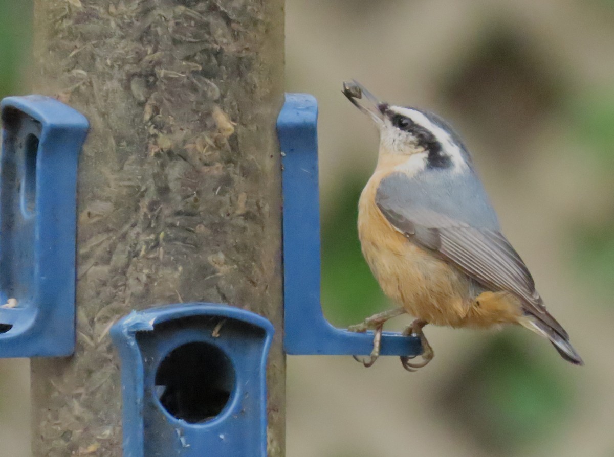 Red-breasted Nuthatch - ML645619236
