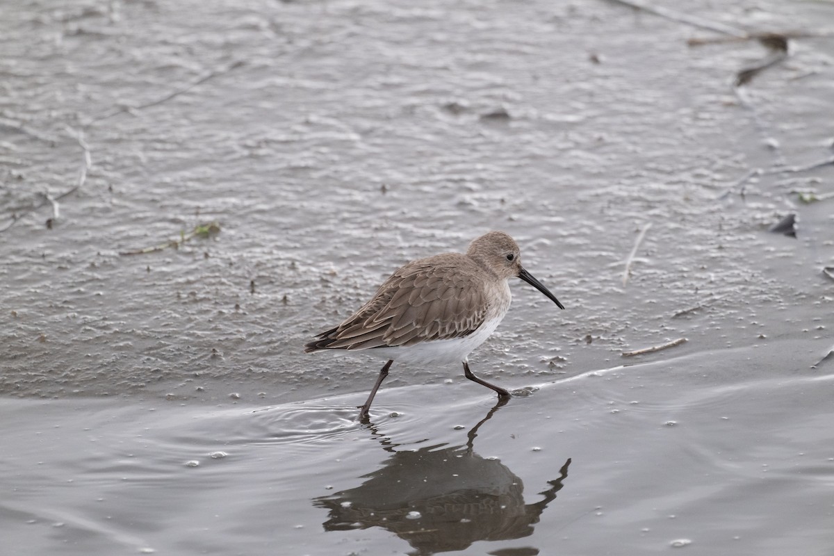 Dunlin - ML645619240