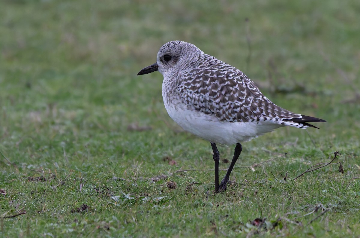 Black-bellied Plover - ML645619249