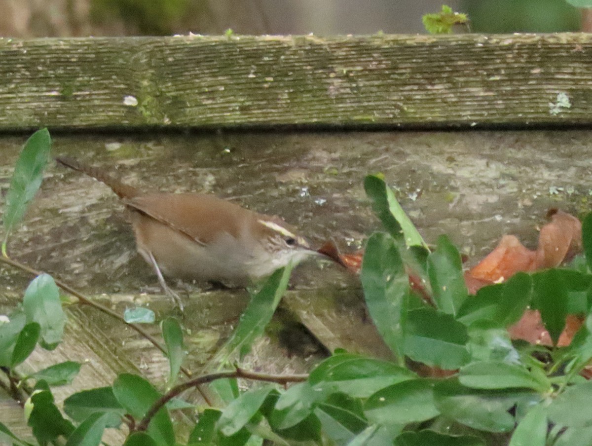 Bewick's Wren - ML645619256