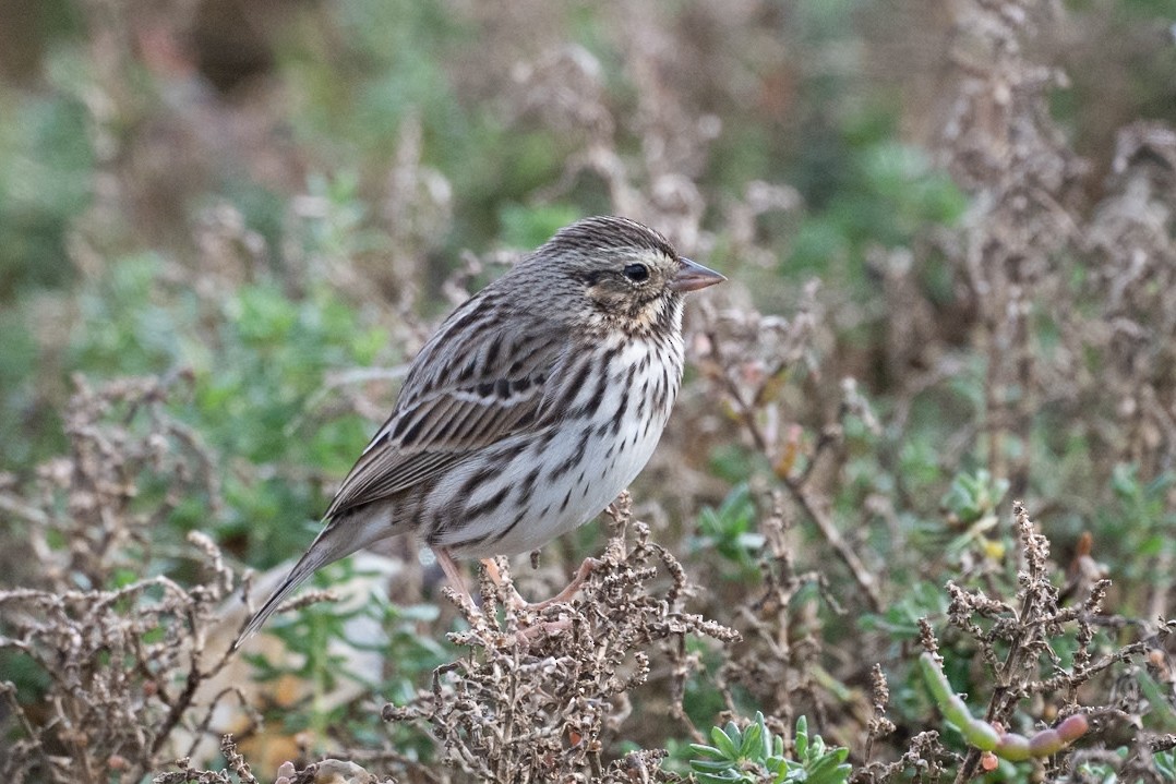 Savannah Sparrow - ML645619261
