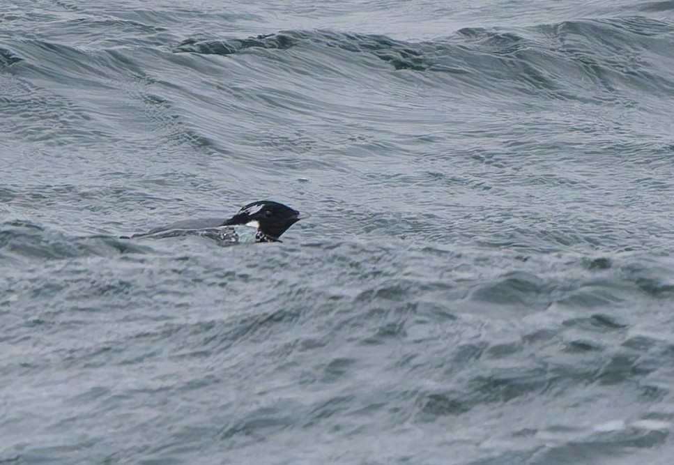 Ancient Murrelet - ML645619266