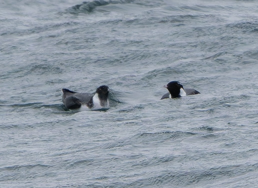 Ancient Murrelet - ML645619267