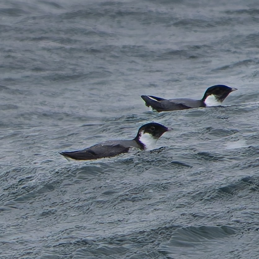 Ancient Murrelet - ML645619268