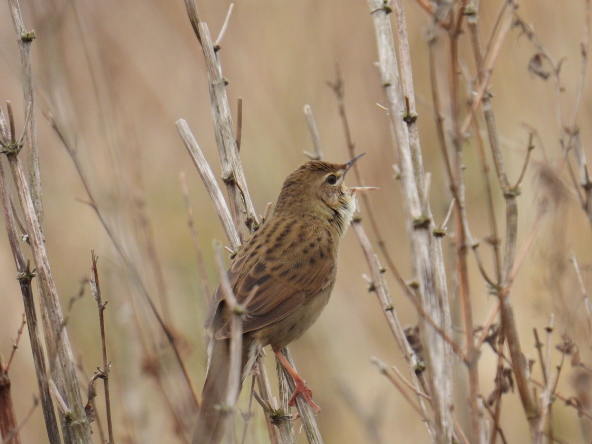 חרגולן מנומר - ML645619280