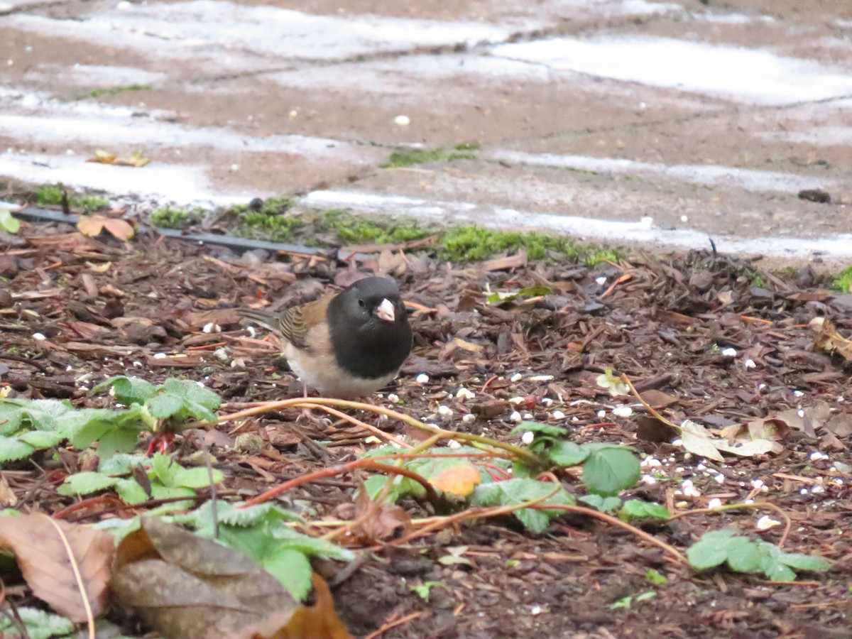 Dark-eyed Junco - ML645619283