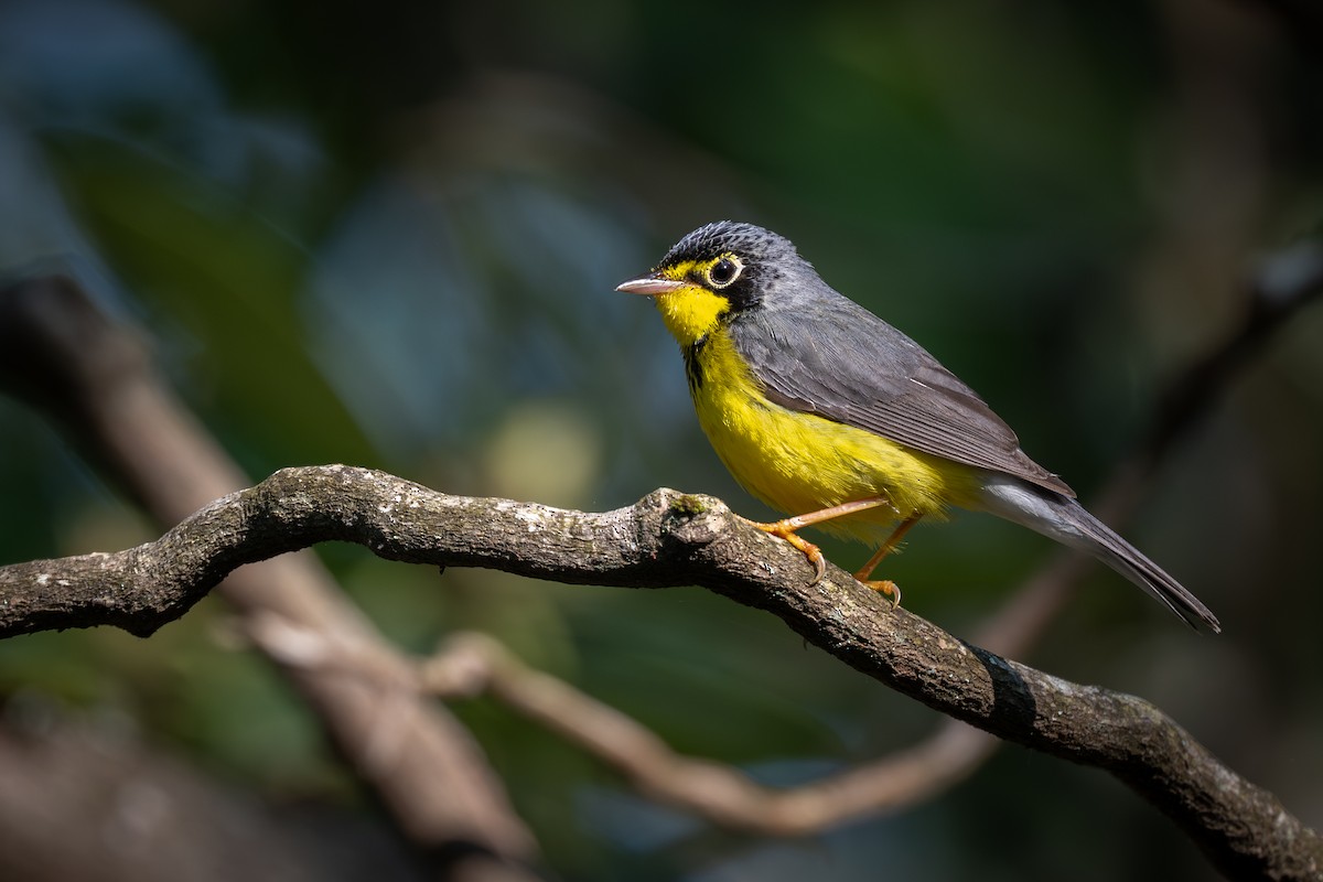 Reinita Canadiense - ML645619302