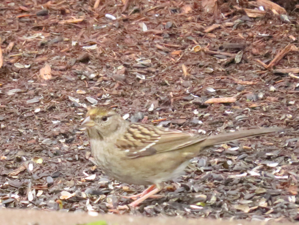 Golden-crowned Sparrow - ML645619303