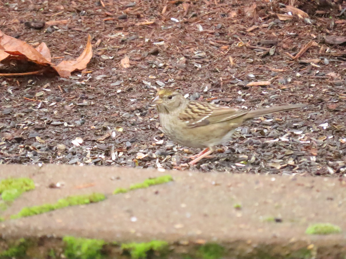 Golden-crowned Sparrow - ML645619304