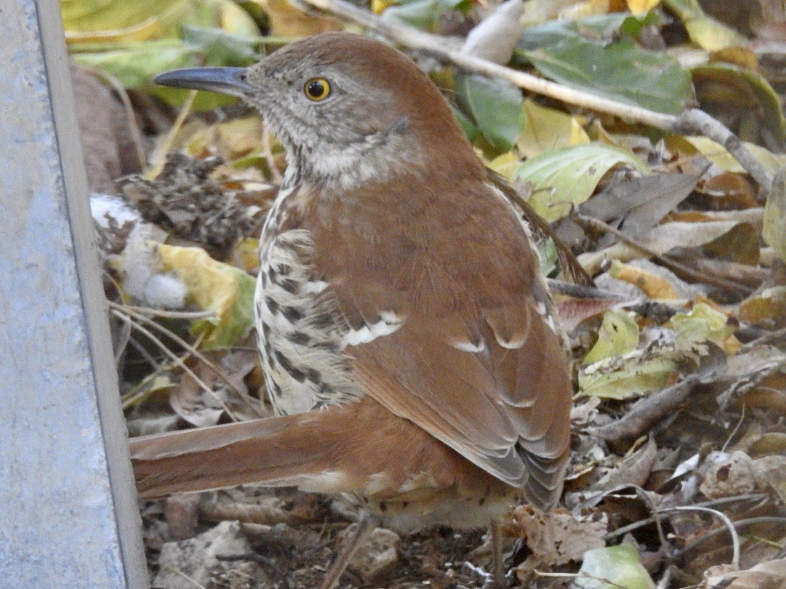 Brown Thrasher - ML645619330