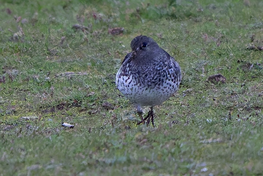 Rock Sandpiper - ML645619333