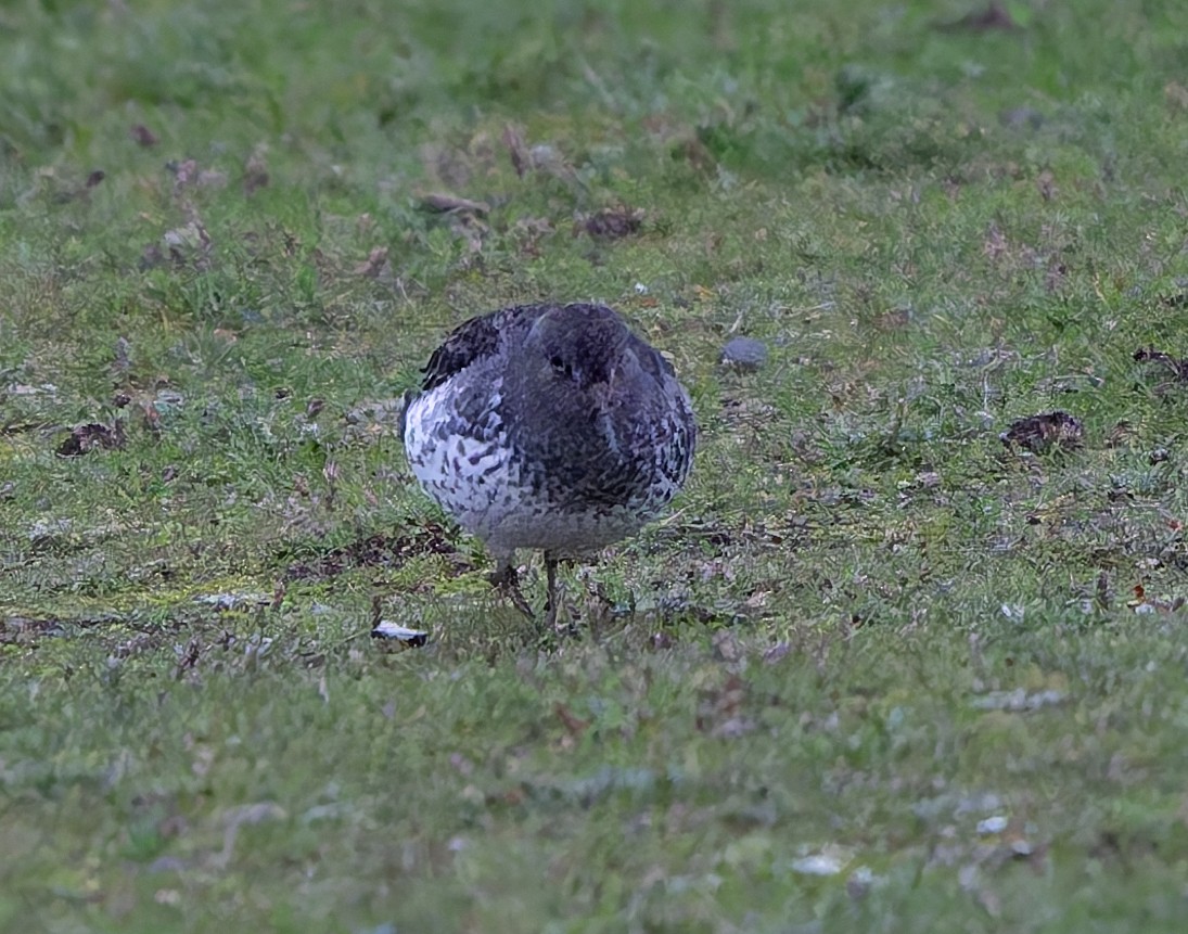 Rock Sandpiper - ML645619335
