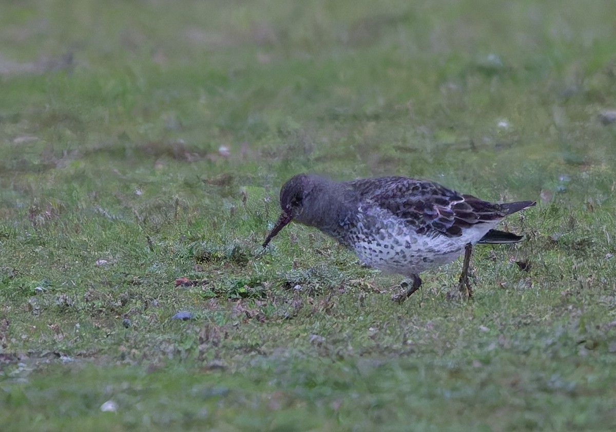 Rock Sandpiper - ML645619337