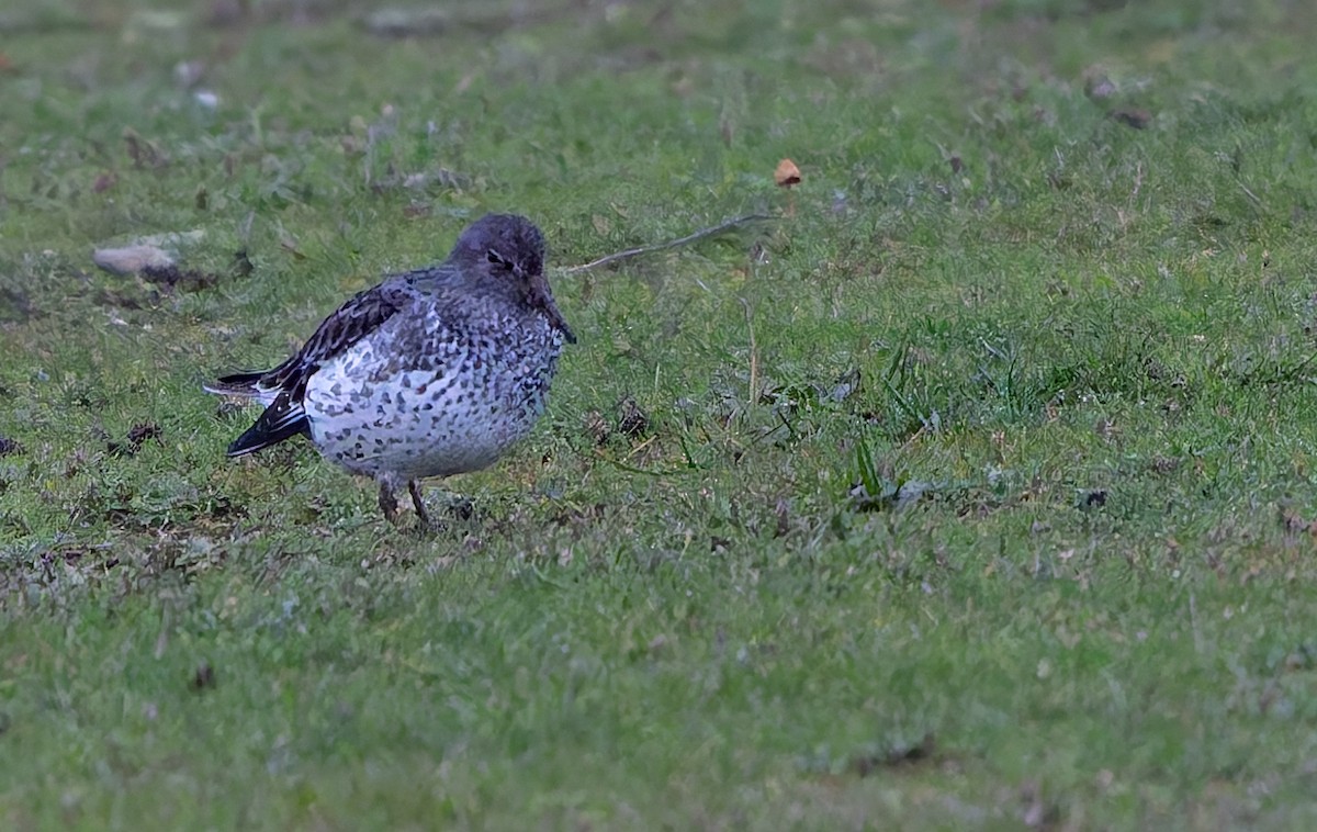 Rock Sandpiper - ML645619338