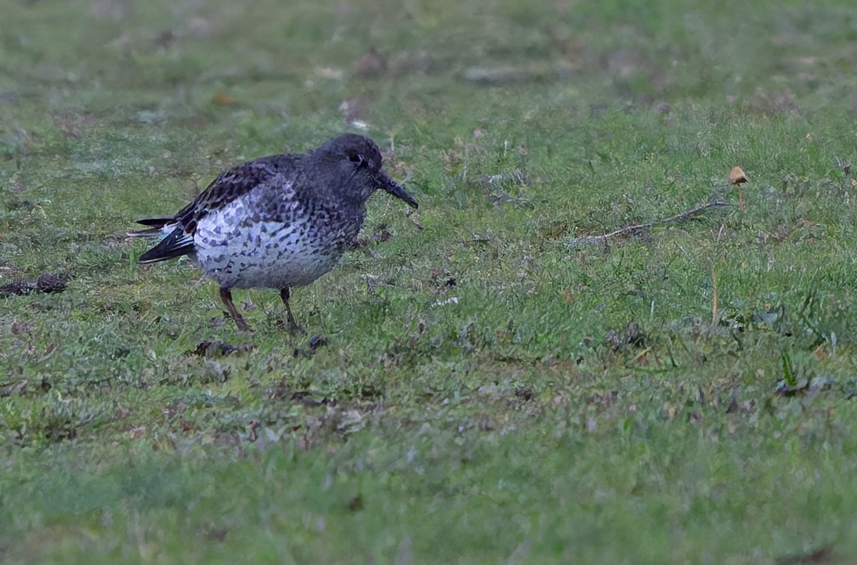 Rock Sandpiper - ML645619340