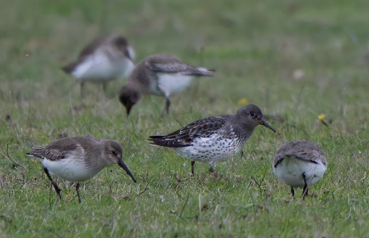 Rock Sandpiper - ML645619341