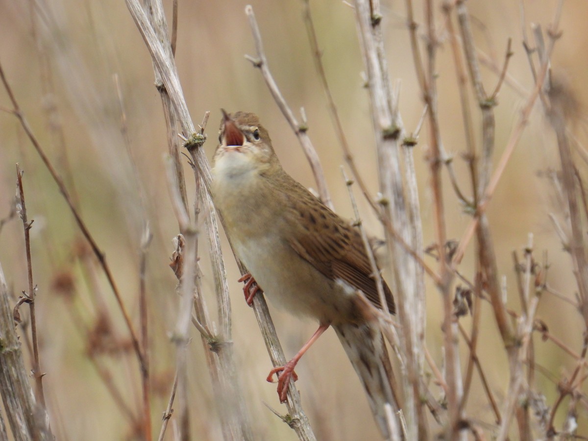 חרגולן מנומר - ML645619345