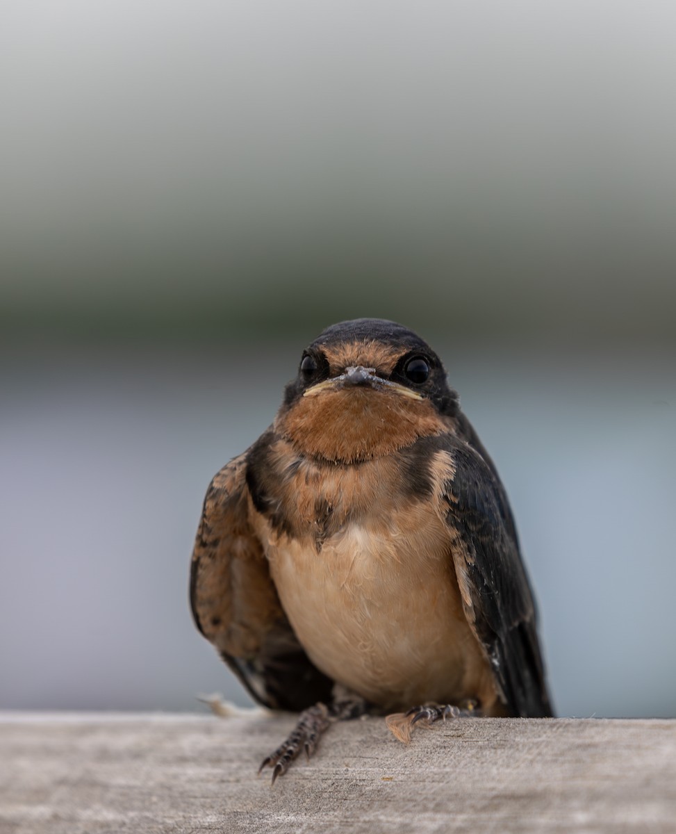 Ластівка сільська - ML645619354