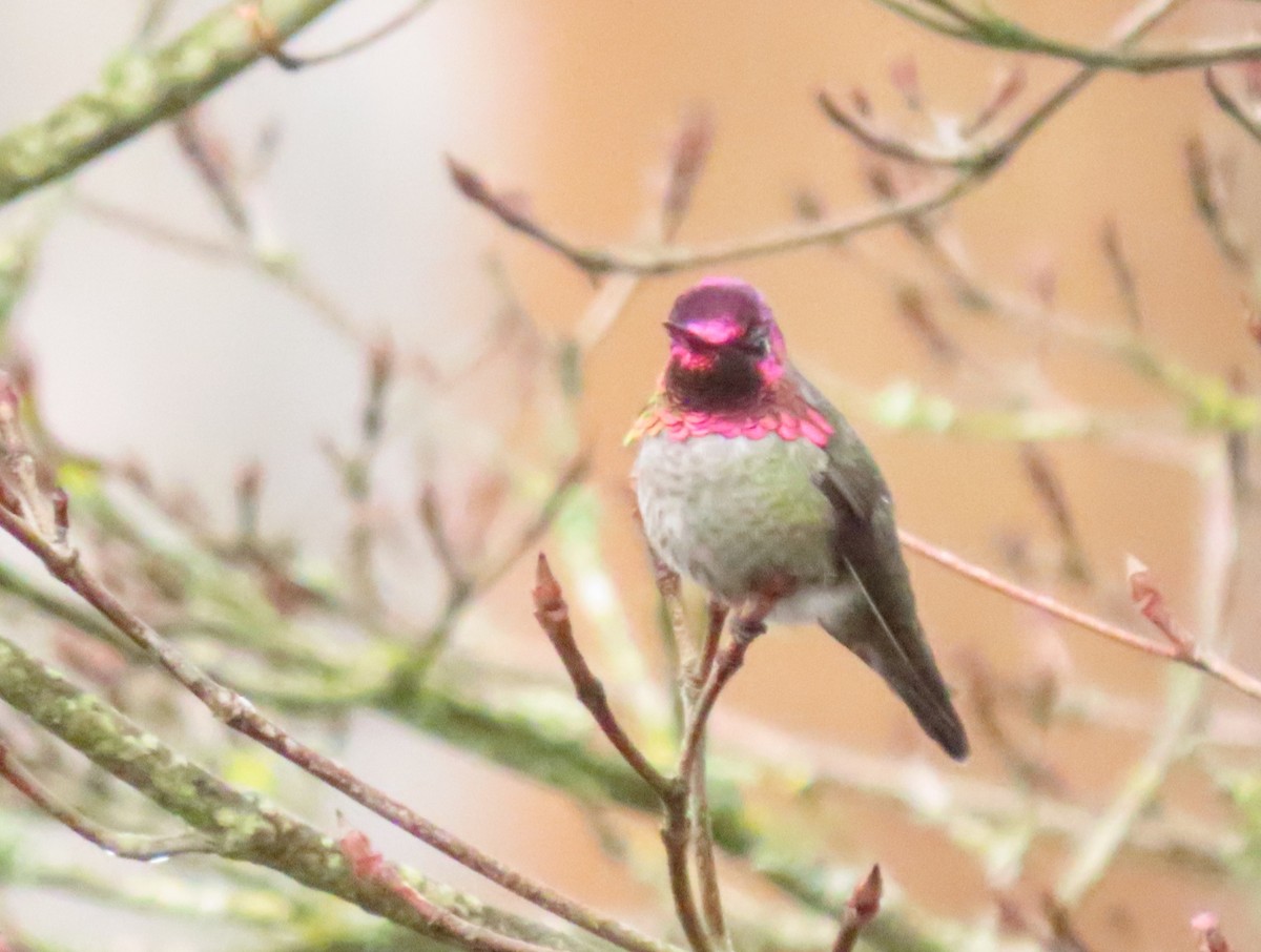 Anna's Hummingbird - ML645619355