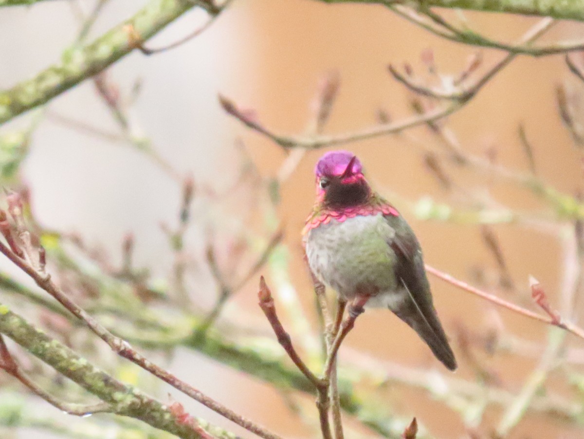 Anna's Hummingbird - ML645619356