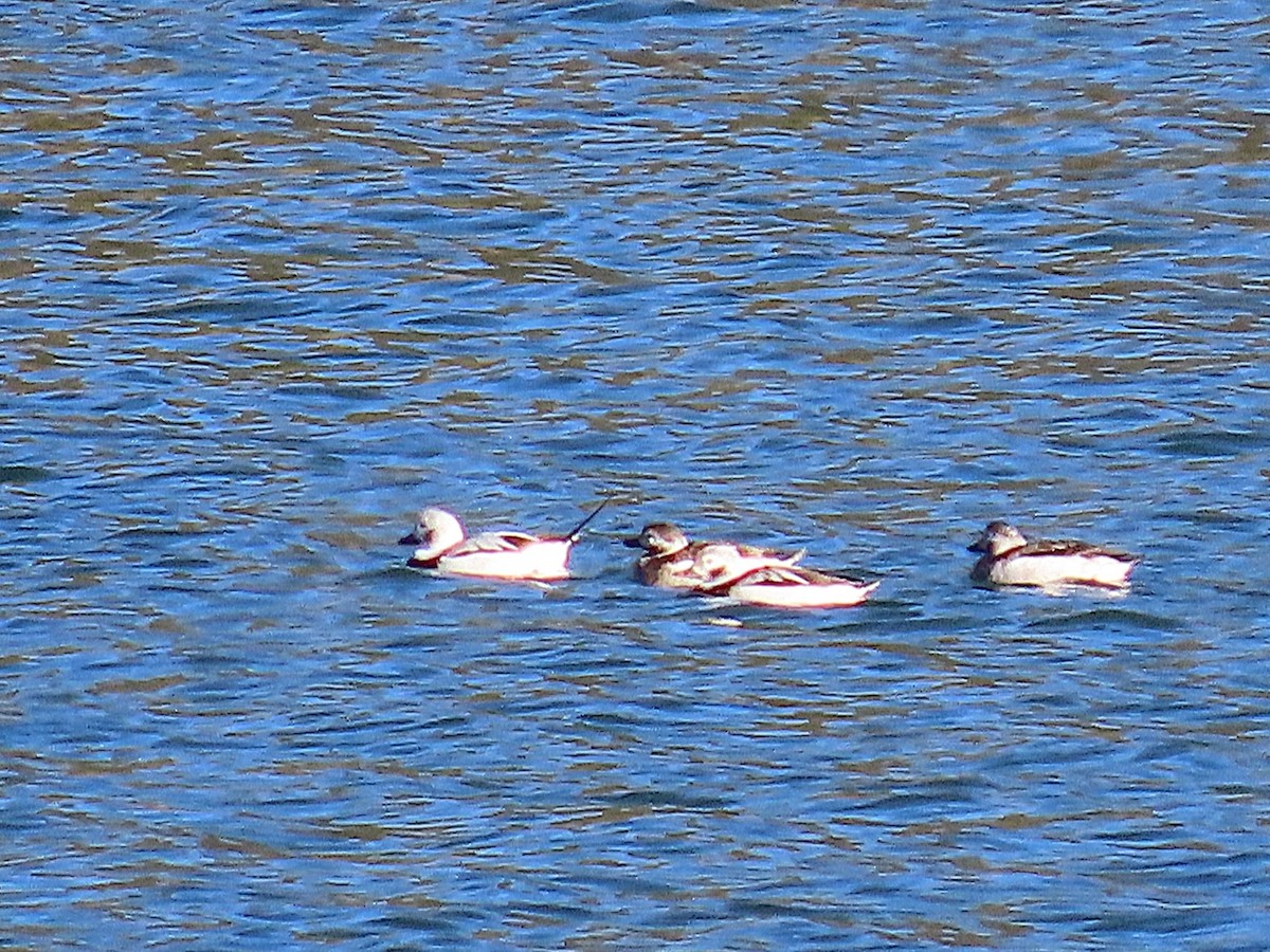 Long-tailed Duck - ML645619359