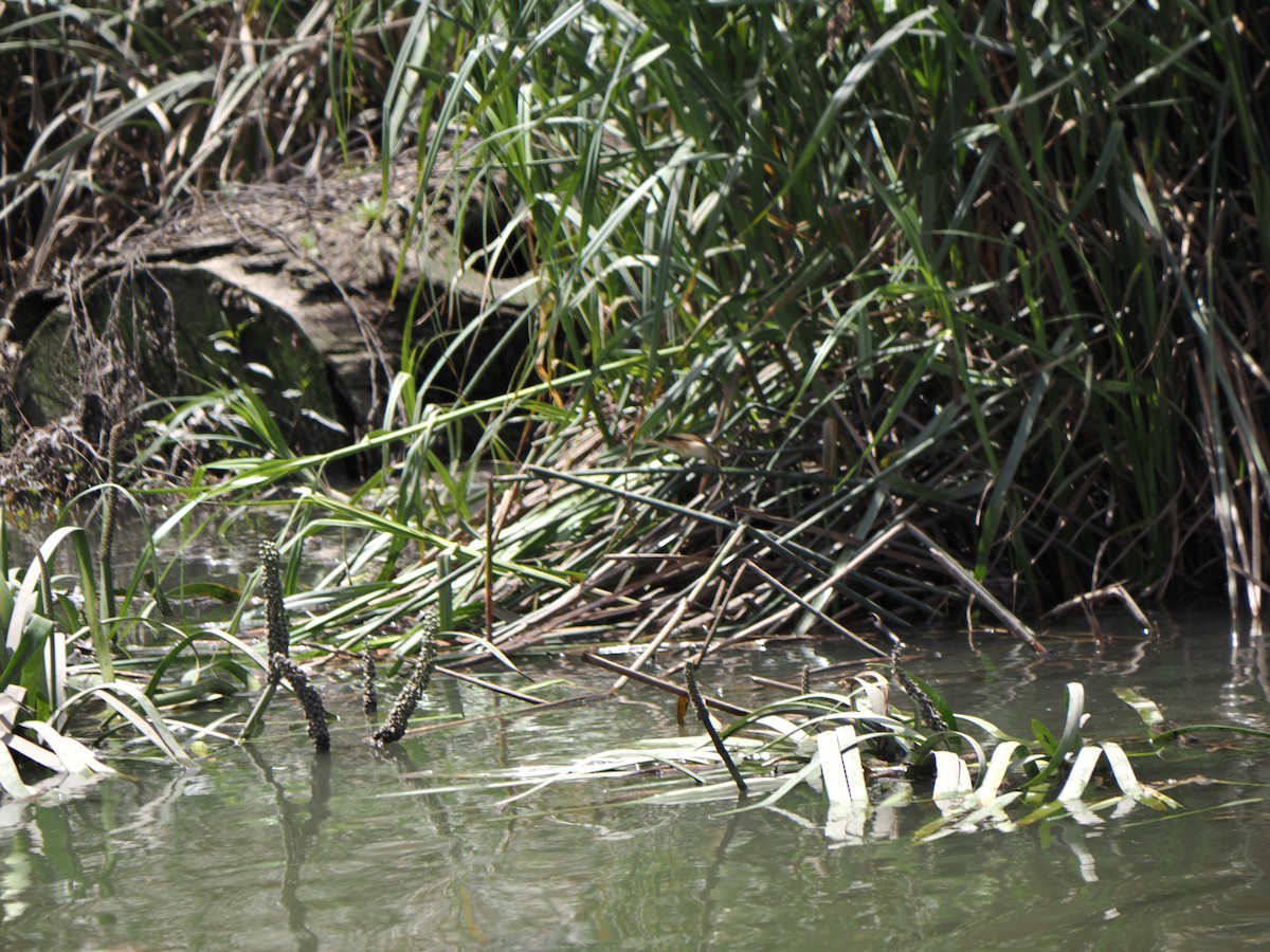 Australian Reed Warbler - ML645619363
