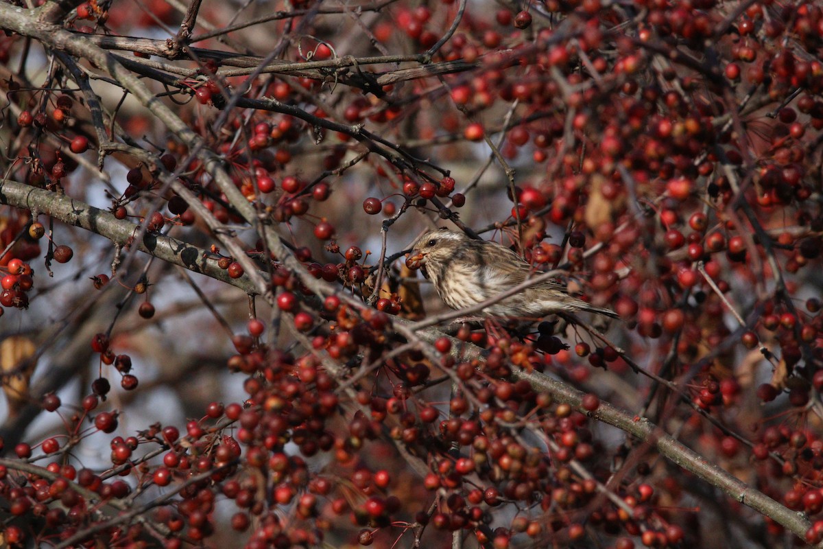 Purple Finch - ML645619364