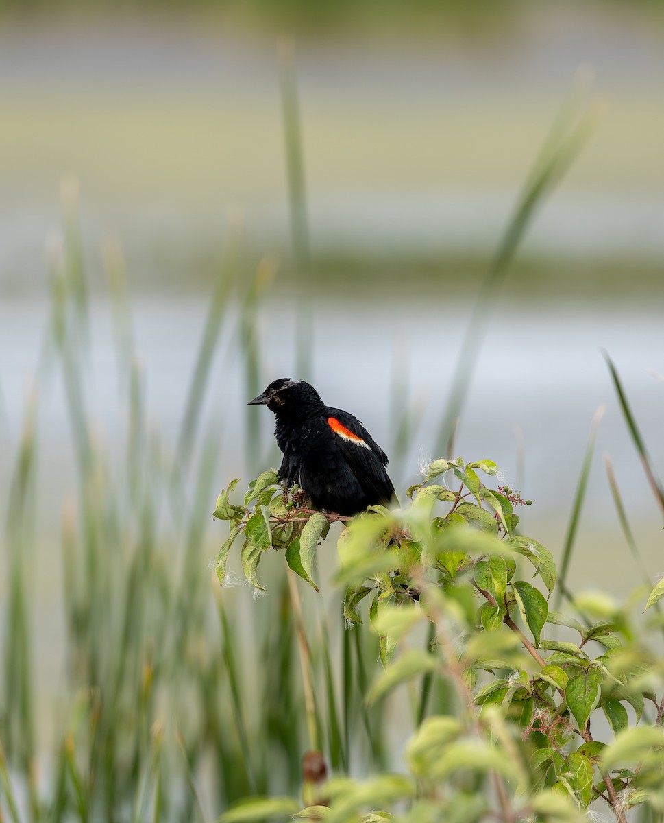 ハゴロモガラス - ML645619366