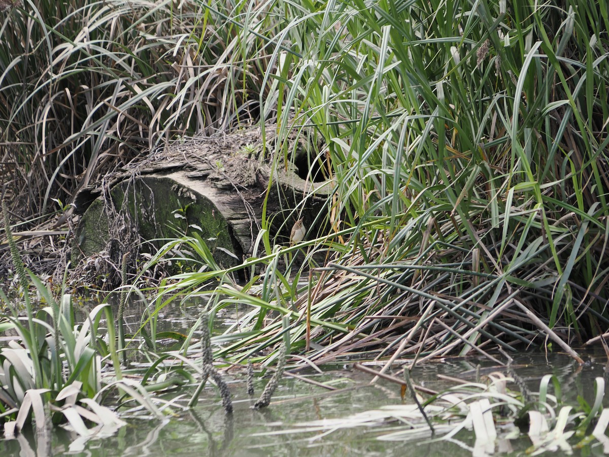 Australian Reed Warbler - ML645619370