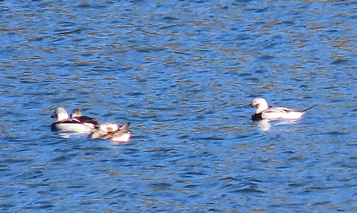 Long-tailed Duck - ML645619374