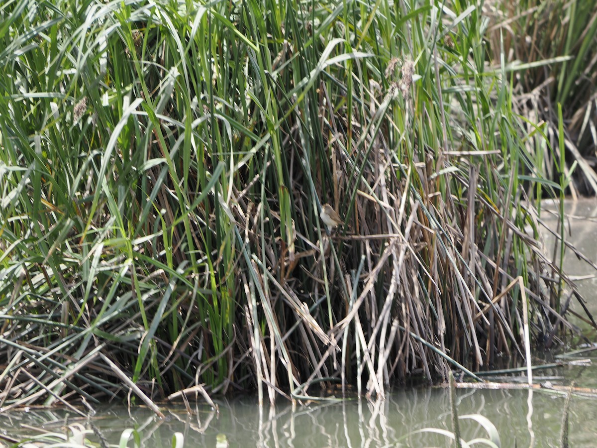 Australian Reed Warbler - ML645619378