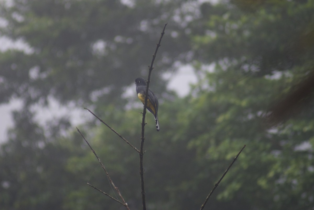 Gartered Violaceous Trogon - ML645619388