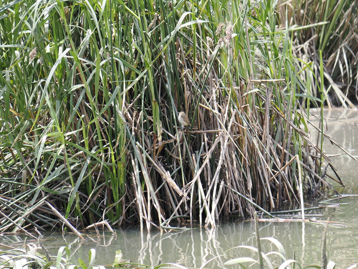 Australian Reed Warbler - ML645619390